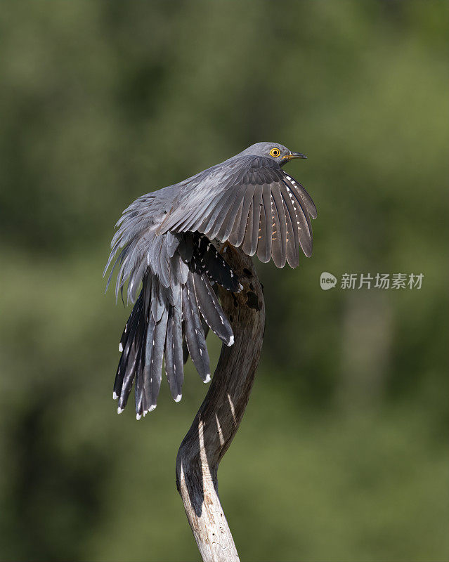 雄性杜鹃(Cuculus canorus)